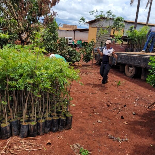 Mudas de Neem - Imagem 2