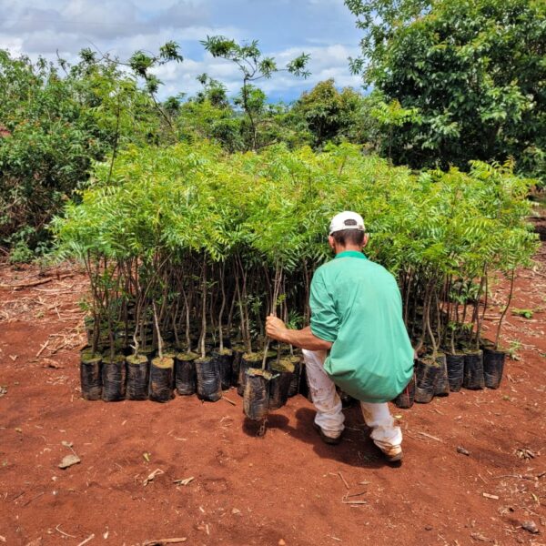 Mudas de Neem - Imagem 3